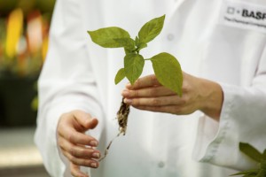 Technical Marketing Specialist Megan Andriankaja conducts plant health research at the greenhouse facility in Research Triangle Park, North Carolina. BASF plant health products increase root size which increases the amount of nutrients and water the plants can take up from the soil. The result is increased plant productivity and stress tolerance.  Print free of charge. Copyright by BASF. Die technische Marketingspezialistin Megan Andriankaja forscht mit Pflanzenschutzmitteln in den Gewächshäusern des Forschungsstandorts Research Triangle Park, North Carolina. BASF-Pflanzenschutzmittel vergrößern die Wurzeln, wodurch die Pflanzen größere Mengen an Dünger und Wasser vom Boden aufnehmen können. Daraus resultiert eine höhere Ertragsfähigkeit und Stresstoleranz der Pflanze. Abdruck honorarfrei. Copyright by BASF.