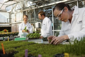 The Plant Health Researchers Megan Andriankaja (left), Chris Perrin (center) and Amanda Holland (right) examine leaf growth in plants treated with BASF plant health products. These facilities located at Research Triangle Park, North Carolina are an epicenter for biotech and plant health research. Print free of charge. Copyright by BASF. Die Wissenschaftler Megan Andriankaja (links), Chris Perin (Mitte) und Amanda Holland (rechts) untersuchen das Blattwachstum von Pflanzen, die mit BASF-Pflanzenschutzmitteln behandelt wurden. Die Forschungseinrichtungen in Research Triangle Park, North Carolina sind Dreh- und Angelpunkt für Biotechnologie und Forschung zu Pflanzenschutzmitteln.   Abdruck honorarfrei. Copyright by BASF.