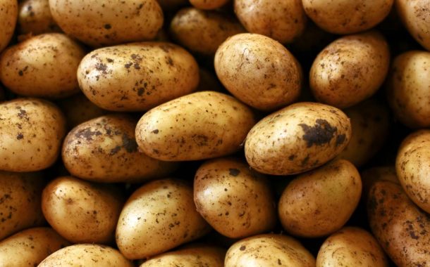 Türkiye'den 15 ülkeye patates tohumu ihracı
