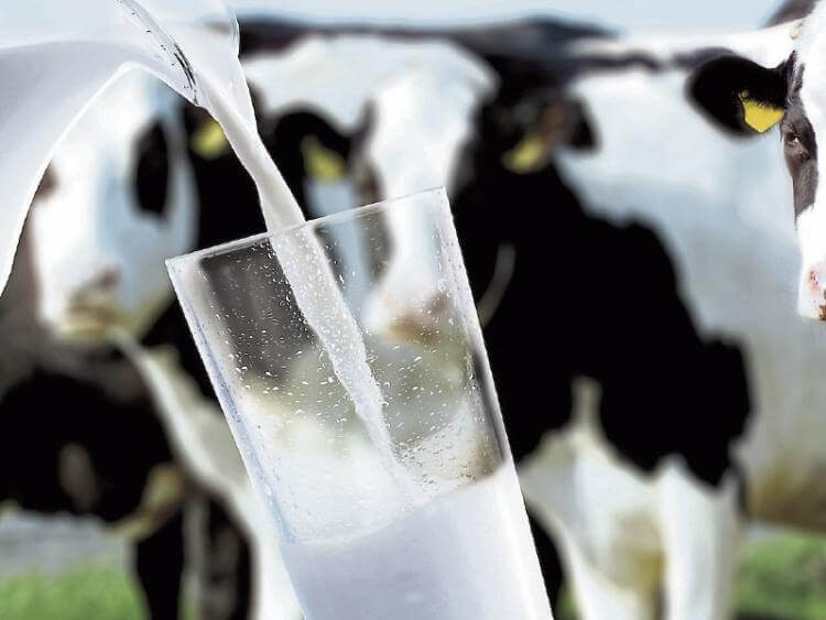 FAO Gıda Fiyat Endeksi Mayıs’ta süt ürünlerinin etkisiyle yükseldi
