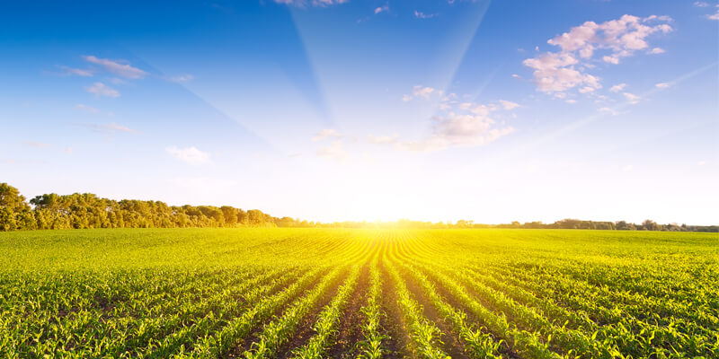 FAO GIDA FIYAT ENDEKSİ Ağustos 2018’den beri en yüksek seviyesinde;