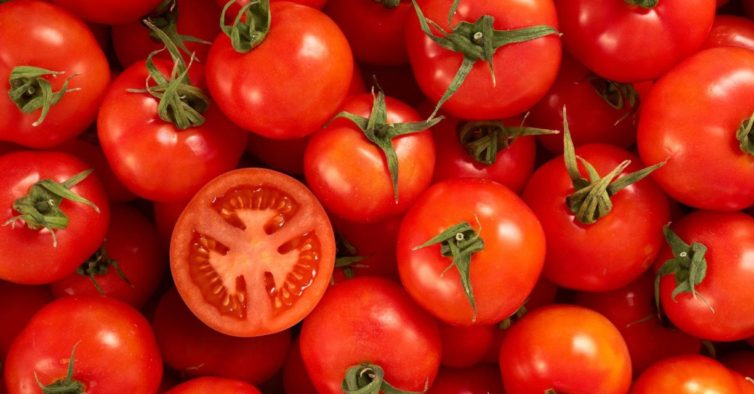 Manisa’dan Rusya’ya domates ihracatı başladı