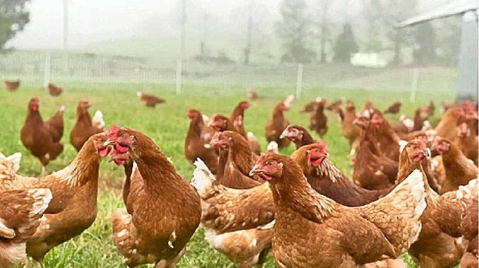 BESD-BİR Başkanı Dr. Koca: 'Tavuk üretimi durdu' iddiası yalandır