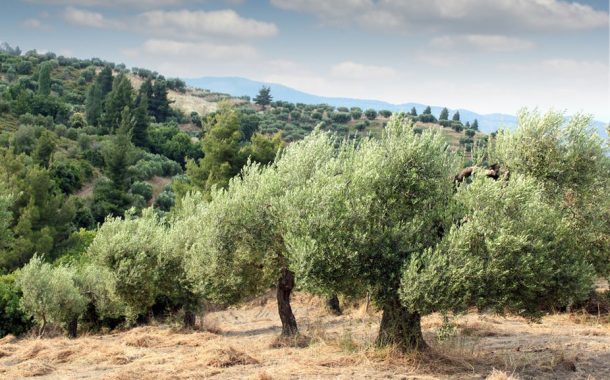 Zeytin çeşitleri yok olmayacak