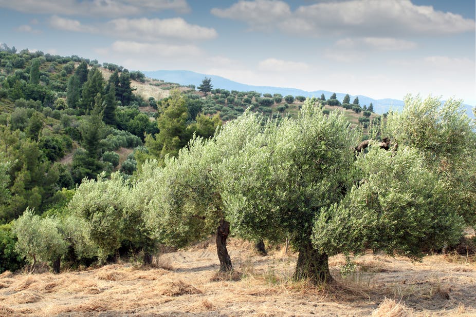 Zeytin çeşitleri yok olmayacak