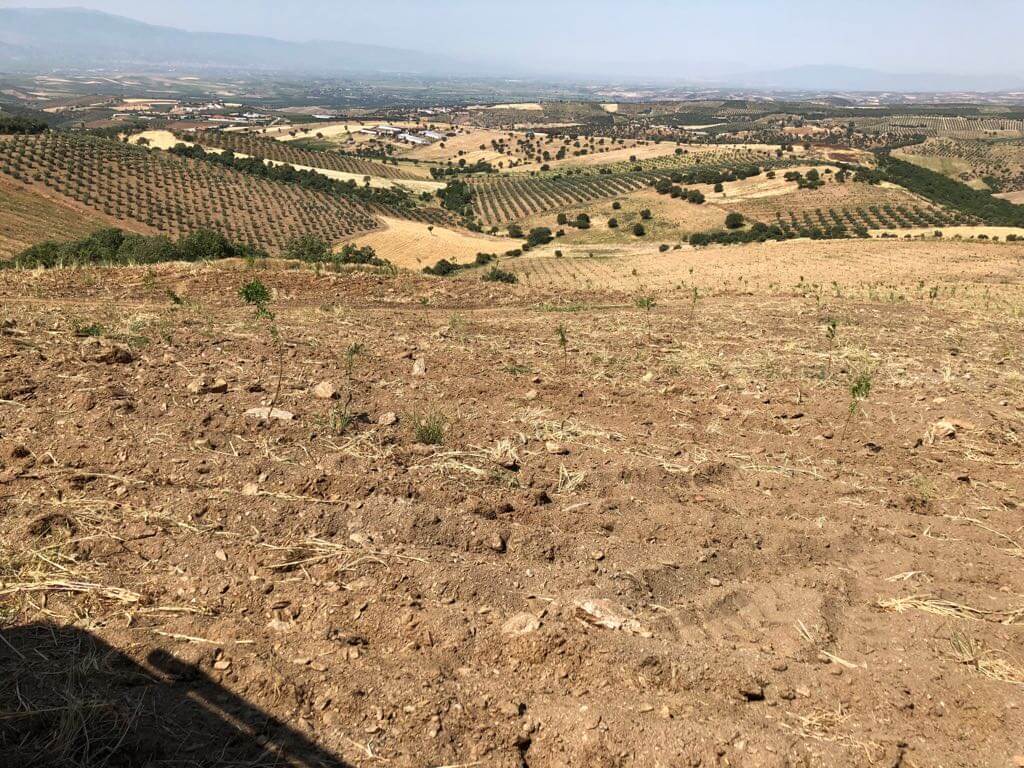 TreeT, Tarım ve Teknolojilerinde Yatırım Fırsatı Sunuyo