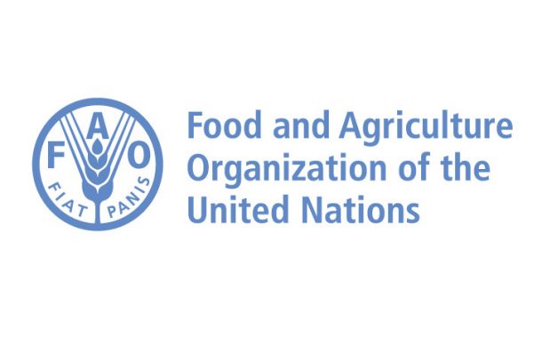 FAO,  küresel tahıl üretiminde   2 milyar 706 milyon tona ulaşacağını öngörüyor