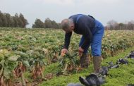 Avrupa’dan güzel haber:  Pestisitlere dayalı tarım sistemi değişecek