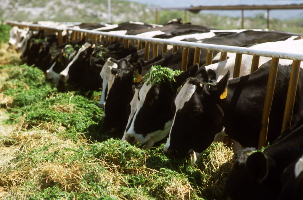 FAO Gıda Fiyat Endeksi Şubat'ta rekor seviyeye yükseldi