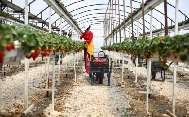 Muğla, Çilek Üretiminde 16. Sıraya Yükseldi “Çilek Yemeyen Çocuk Kalmayacak”