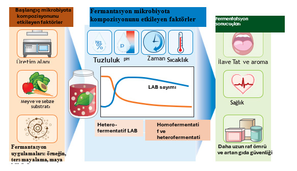 Laktoferment Meyve Ve Sebze Suları Biyoaktif Bileşenleri Ve İnsan Sağlığı Üzerindeki Etkileri