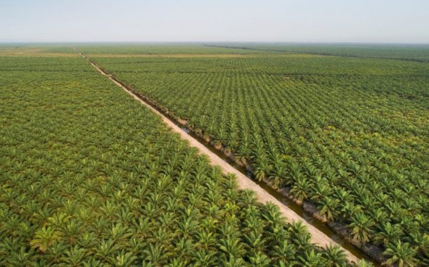 Sürdürülebilir Palm Yağı “Az Alanda Çok Üretim” Yaklaşımıyla Çevreci Bir Çözüm Sunuyor