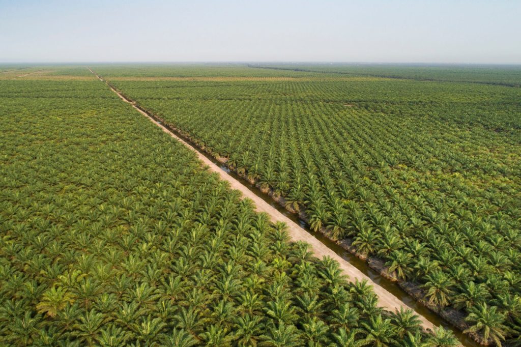 Sürdürülebilir Palm Yağı “Az Alanda Çok Üretim” Yaklaşımıyla Çevreci Bir Çözüm Sunuyor
