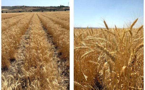 ETİ’DEN KURAK İKLİM KOŞULLARINA DAYANIKLI   YERLİ BUĞDAY ÇEŞİDİ: “KANATLI BUĞDAYI”!