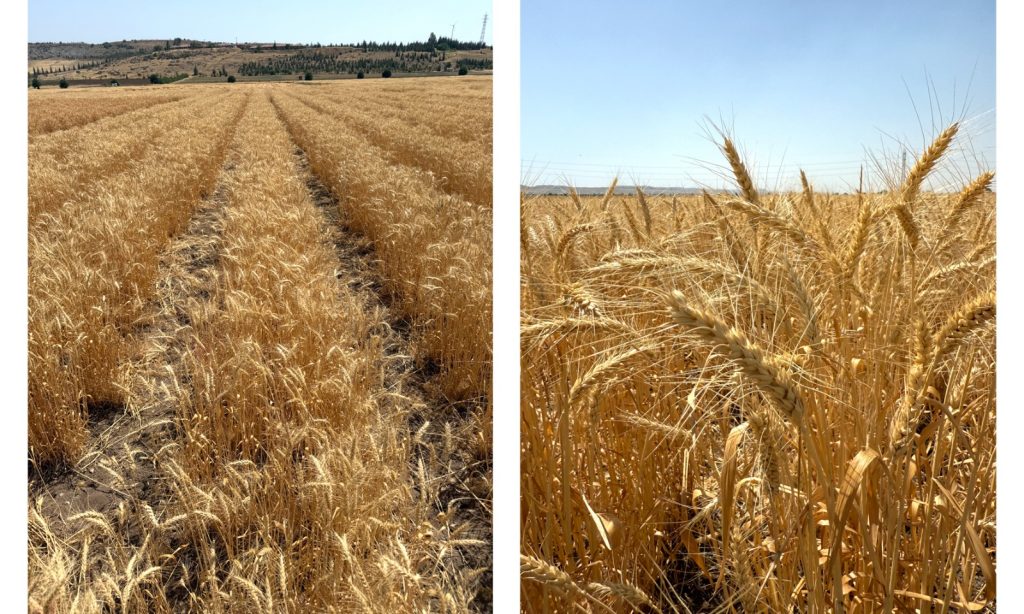 ETİ’DEN KURAK İKLİM KOŞULLARINA DAYANIKLI   YERLİ BUĞDAY ÇEŞİDİ: “KANATLI BUĞDAYI”!