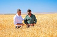 ETİ, Kuraklığa Dayanıklı Kanatlı Buğdayı'nın İlk Tohumluk Hasadını Gerçekleştirdi